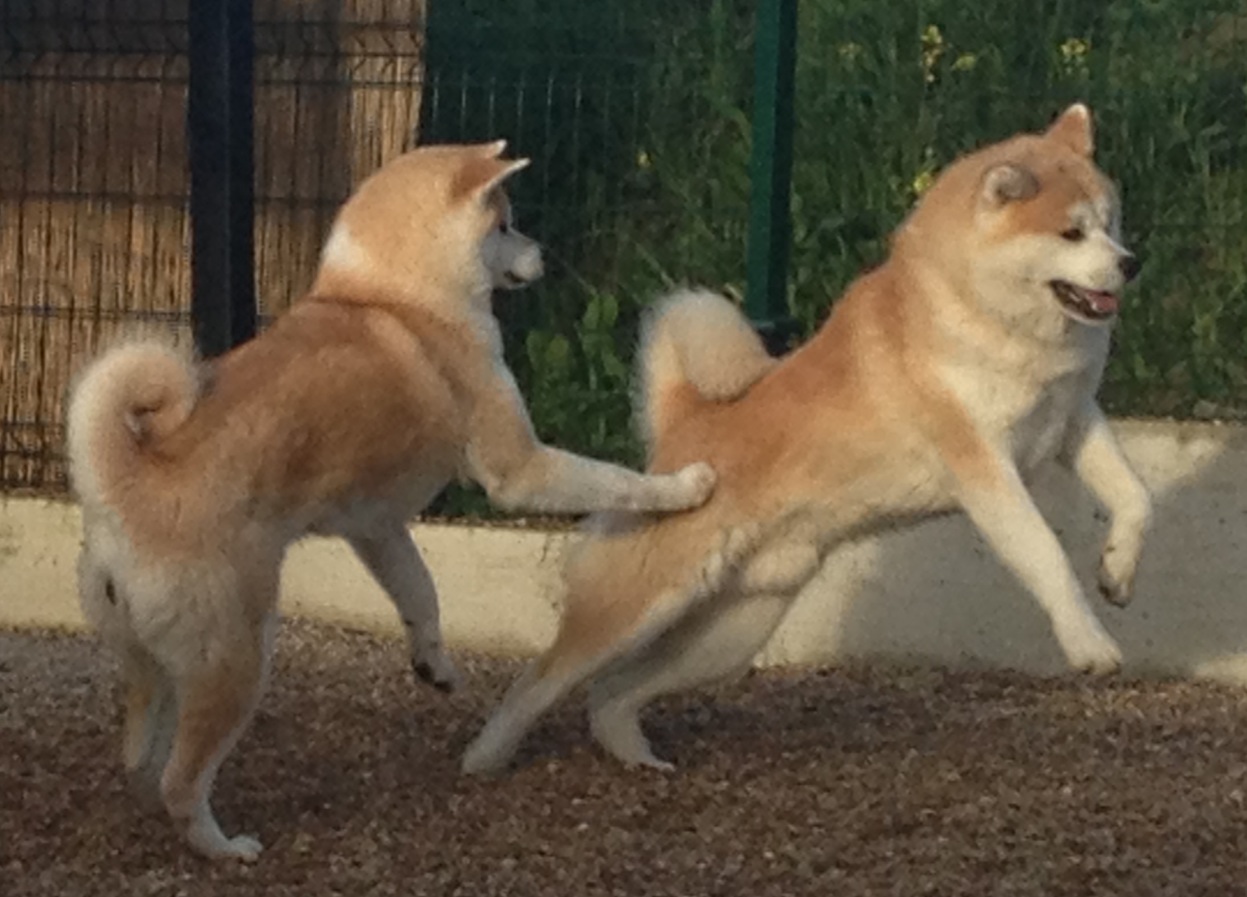 Japanese Akita Canada Breeder Ontario Serdess